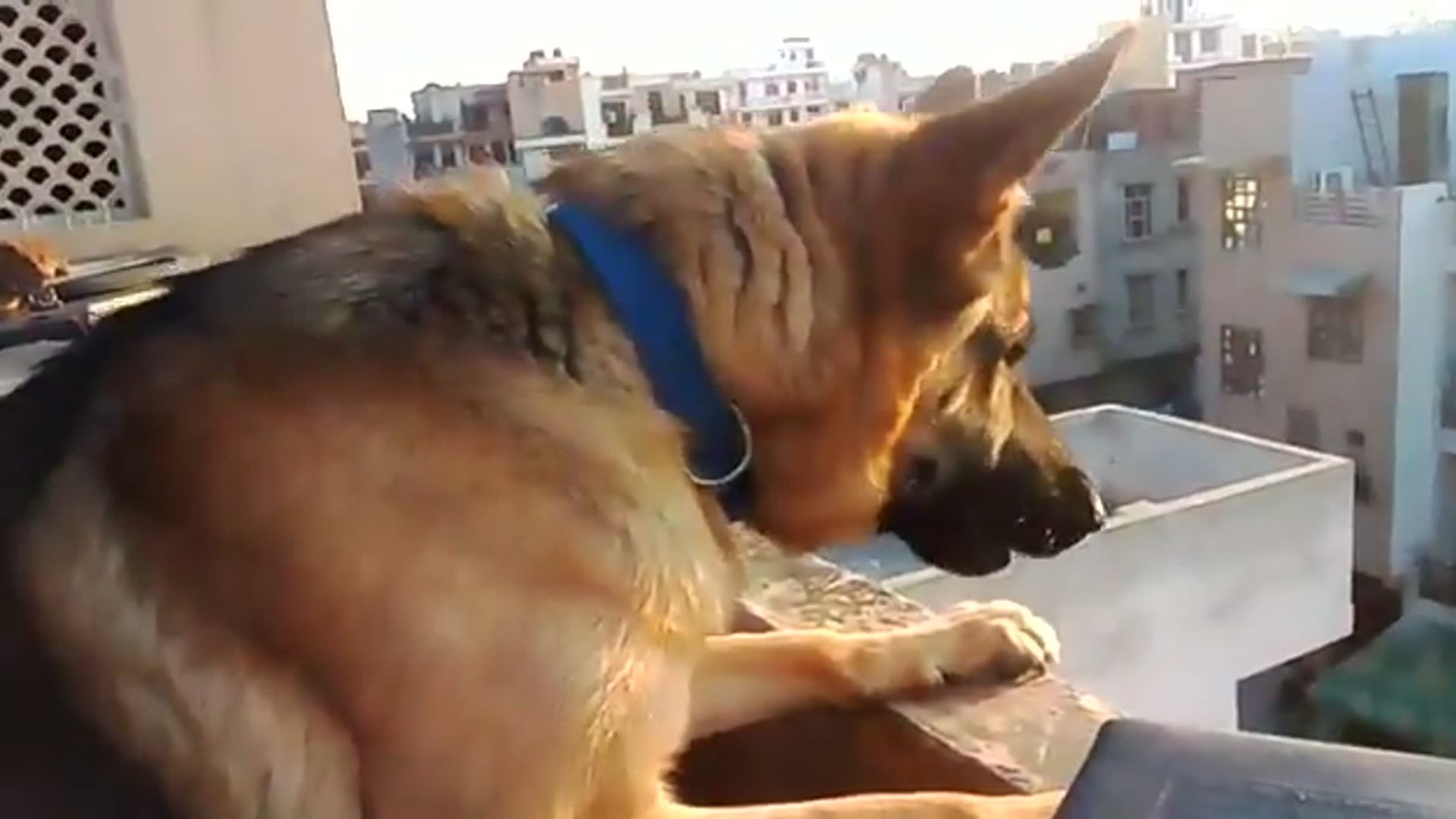 German Shepherd Barking
